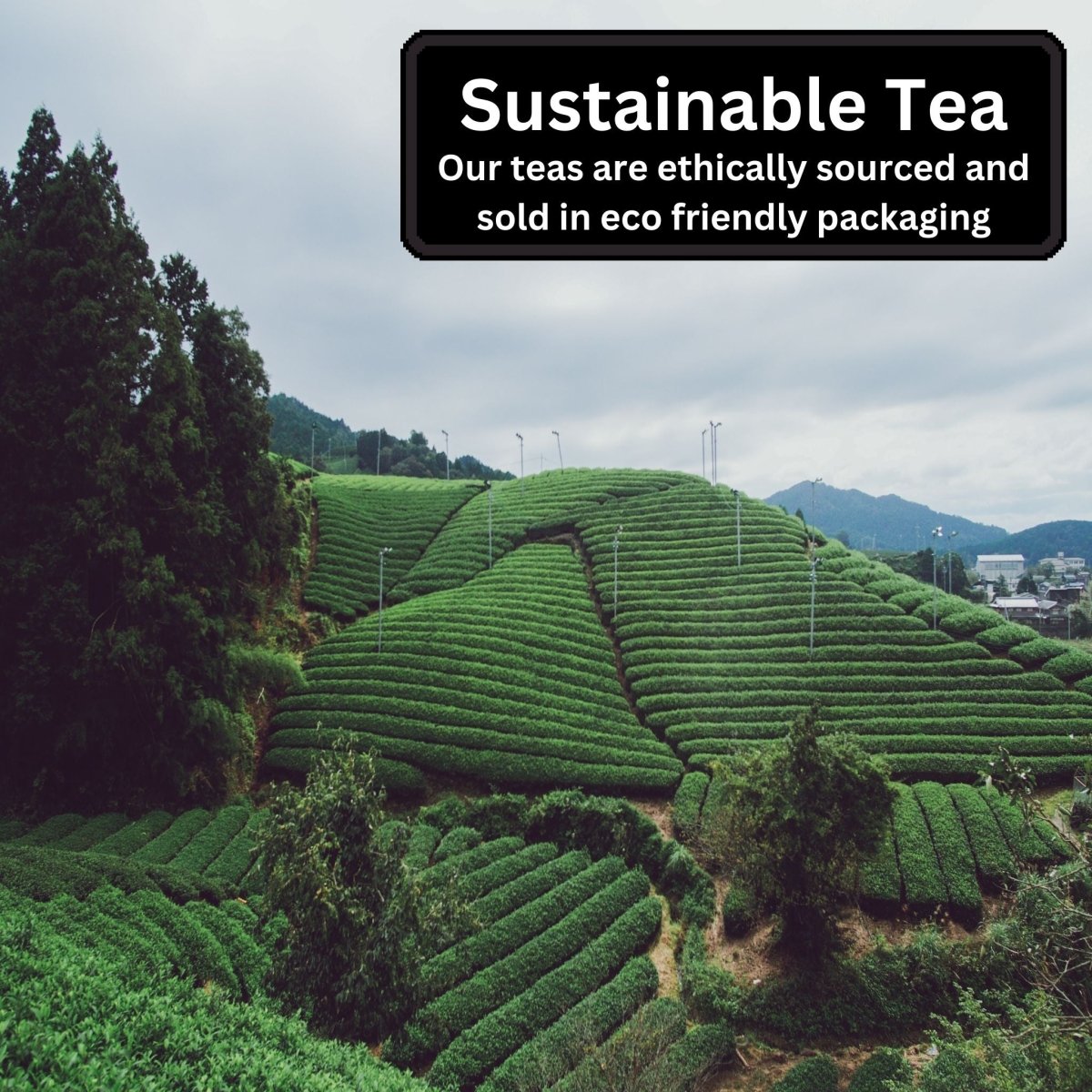 Tea Gift Box - 3 Exotic Tea Blends - Zenvitaz